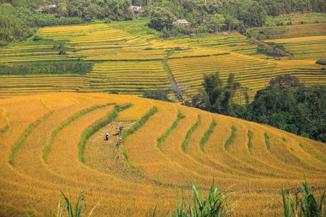 Mùa lúa chín trên những thửa ruộng bậc thang Miền Đồi - Ảnh 1.