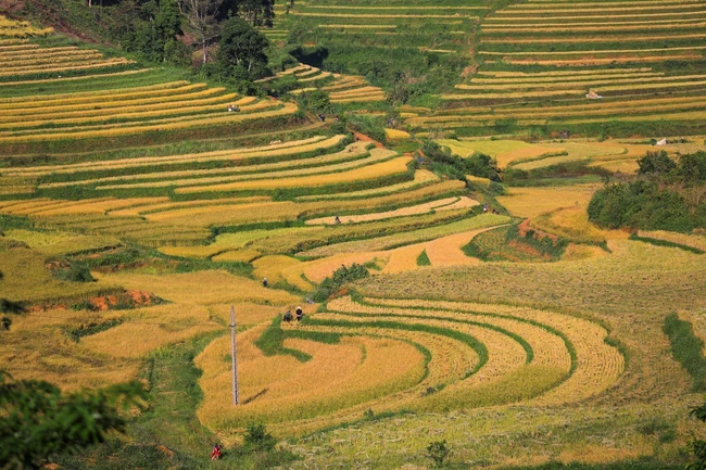 Mùa lúa chín trên những thửa ruộng bậc thang Miền Đồi - Ảnh 2.